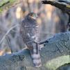 View the image: Sparrowhawk