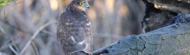 Kiveton Community Woodland:
Sparrowhawk:
Sparrowhawk