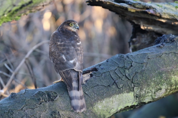 Sparrowhawk