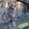 View the image: Sparrowhawk