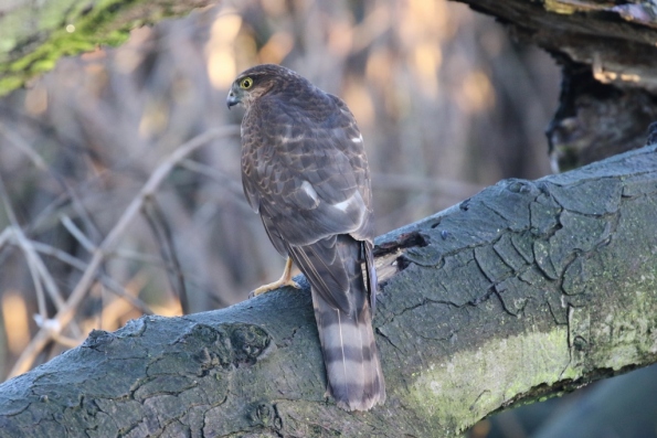 Sparrowhawk