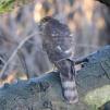 View the image: Sparrowhawk