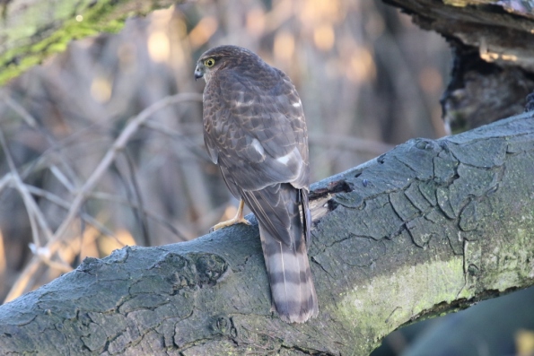 Sparrowhawk