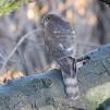 View the image: Sparrowhawk