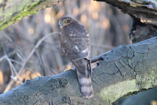 Sparrowhawk