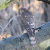 View the image: Sparrowhawk