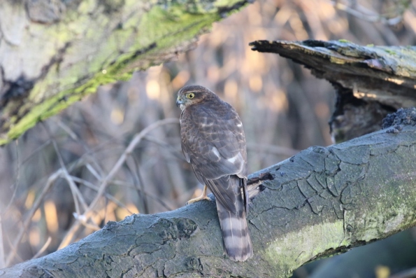 Sparrowhawk