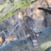 View the image: Sparrowhawk