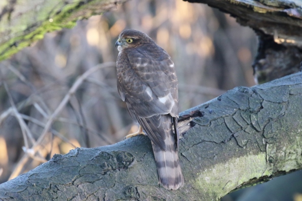 Sparrowhawk