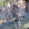 View the image: Sparrowhawk