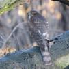 View the image: Sparrowhawk