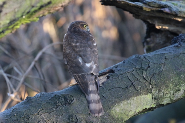 Sparrowhawk