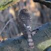 View the image: Sparrowhawk