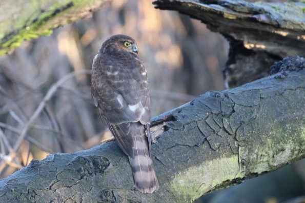 Sparrowhawk