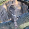 View the image: Sparrowhawk