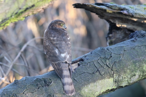 Sparrowhawk