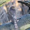 View the image: Sparrowhawk