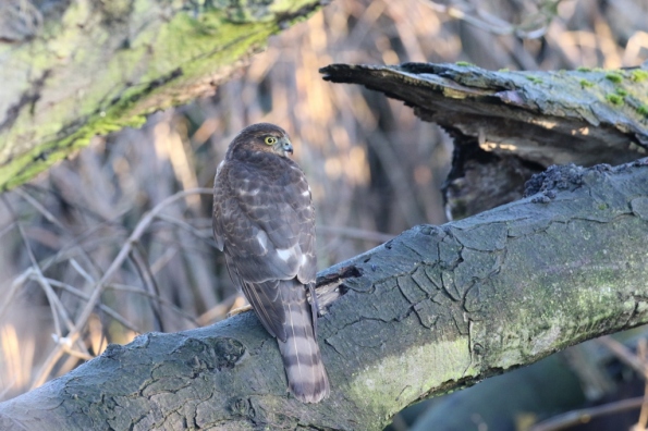 Sparrowhawk