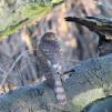 View the image: Sparrowhawk