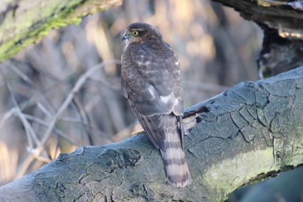 Sparrowhawk