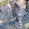 View the image: Sparrowhawk