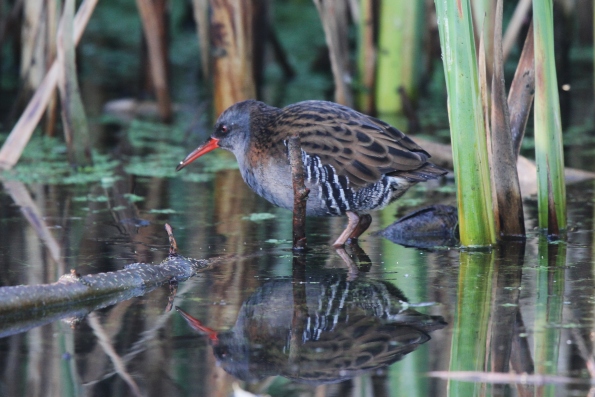 Water Rail