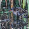 View the image: Water Rail