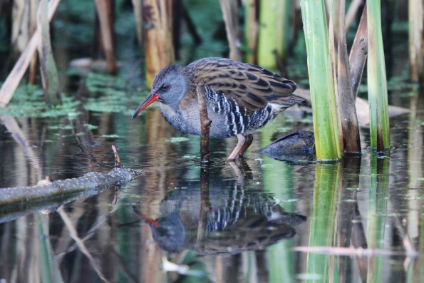 Water Rail