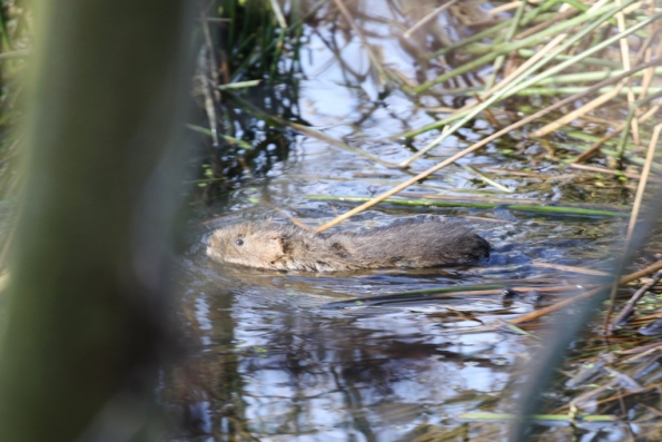 Water Vole