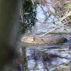 View the image: Water Vole