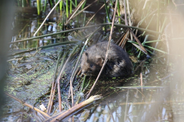 Water Vole