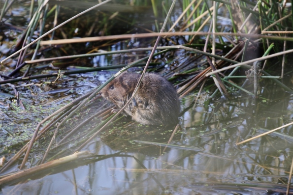 Water Vole