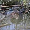 View the image: Water Vole