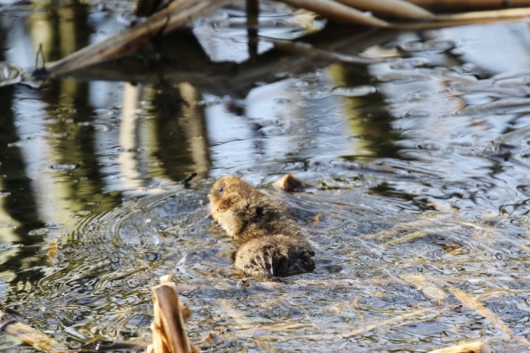 Water Vole