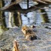 View the image: Water Vole