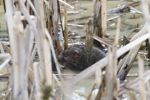 Water Vole