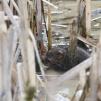 View the image: Water Vole