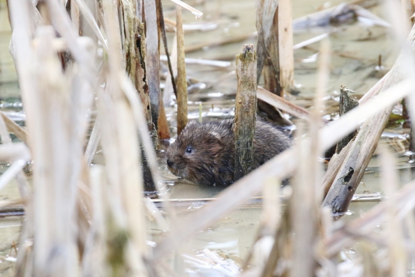 Water Vole