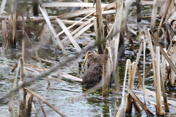 Water Vole