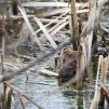 View the image: Water Vole