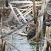 View the image: Water Vole