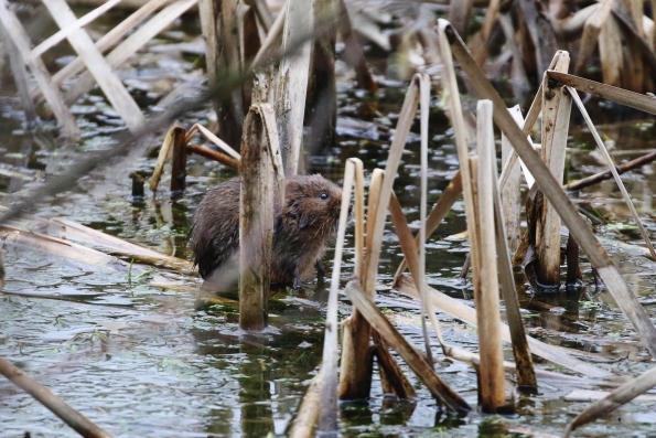 Water Vole