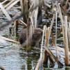 View the image: Water Vole