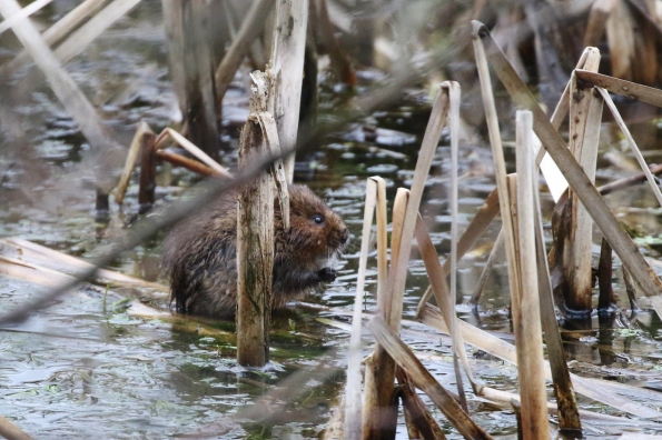 Water Vole