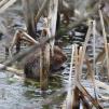 View the image: Water Vole