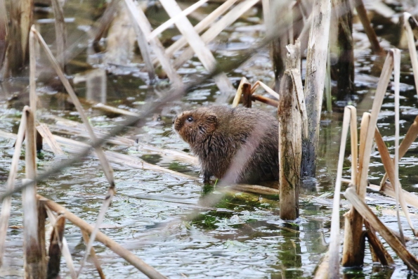 Water Vole