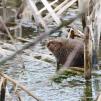 View the image: Water Vole