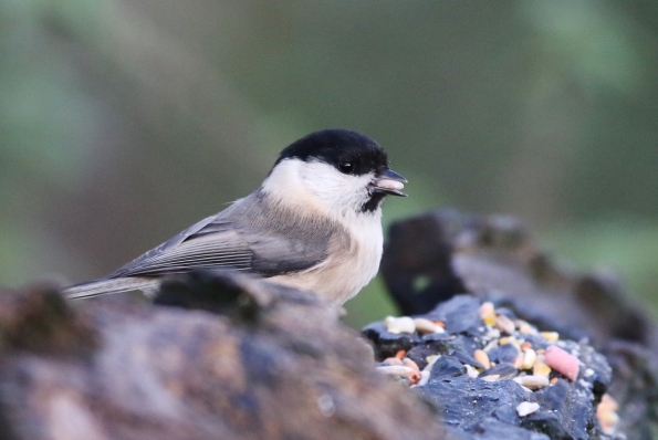 Willow Tit