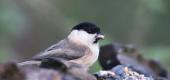 View the Album: Willow Tit
 1 image