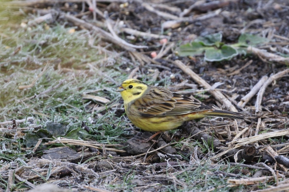 Yellowhammer (male)